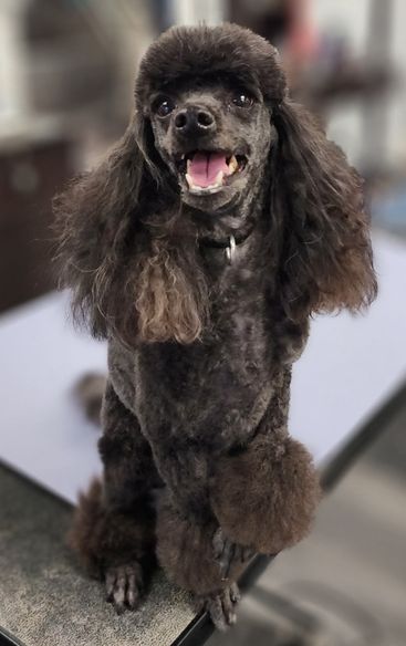 A groomed dark brown poodle with a fluffy, trimmed coat sits on a grooming table, mouth open and tongue out, looking toward the camera.