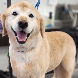 A golden retriever stands indoors with a relaxed, open-mouthed smile, facing the camera; a blue leash hangs behind it and a blurred grooming or household background fills the scene.