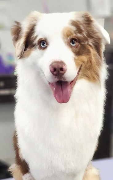 Cute dog happily looking infr0ont A fluffy white-and-brown dog with a pink tongue sits on a grooming table, wearing a dangling leash and collar while a person trims it in a bright indoor salon.