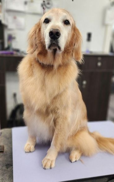 Cute golden retriever Groomed golden retriever sitting on a grooming table, facing the camera with a fluffy coat and trimmed fur around the face in a clean salon setting.