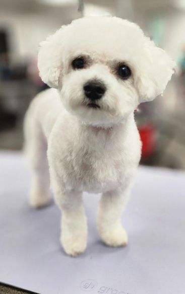 Cute white fluffy puppy Small white fluffy dog standing on a grooming table, facing the camera; blurred salon background with grooming equipment behind it.