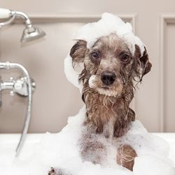 A small fluffy dog sits in a white bathtub with soapy water, with a chrome faucet and showerhead in the background, and a wet towel-like foam around its head.