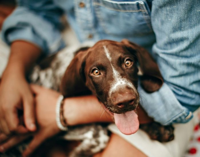 Dog carrying by the owner Brown and white dog lying on a couch with its tongue out, while a person in a light blue shirt and jeans gently holds it; a patterned pillow is visible in the background.