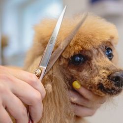 A groomer trims a small dog’s fur with scissors while holding its head gently, showing the dog’s alert eyes and light brown coat indoors.