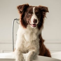 A dog with brown-and-white fur sits in a white claw-foot bathtub in a bright bathroom, with the tiled floor and wall fixtures visible behind it.