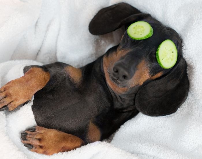 Dog relaxing A small dark dog lying on a white blanket with cucumber slices placed on its head and back like accessories.