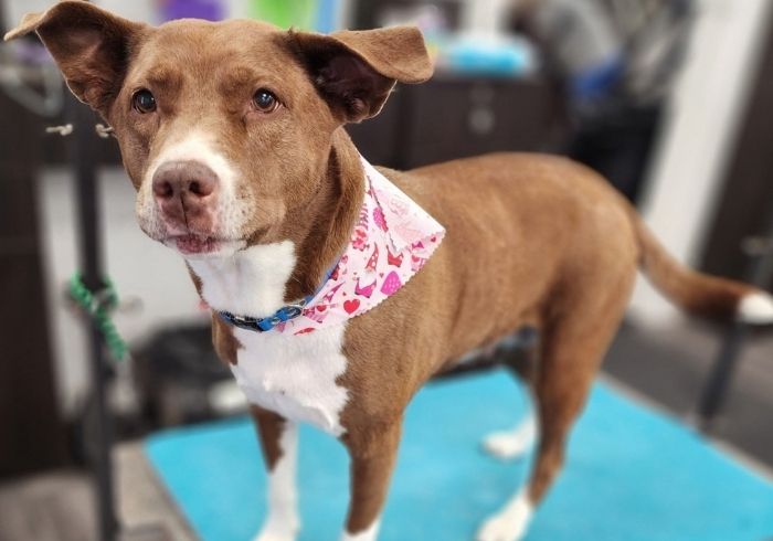 A tan and white dog with floppy ears stands on a blue grooming mat, wearing a pink patterned bandana and a green leash, looking toward the camera in a pet care setting.
