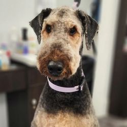A close-up of a scruffy, tan-and-gray dog wearing a dark collar and a black bandana, looking directly at the camera with a calm expression indoors.