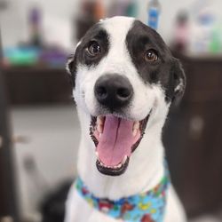 Smiling dog with a black-and-white face and dark eyes, wearing a colorful collar with a blue pattern, tongue out and mouth open in a bright, softly blurred indoor background.
