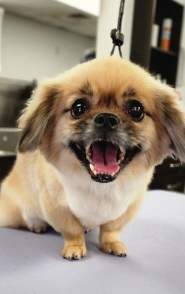Small brown dog A small golden-brown dog with a fluffy face sits on a grooming table with its mouth open, tongue out, and teeth showing, while a grooming tool hangs above in an indoor salon.