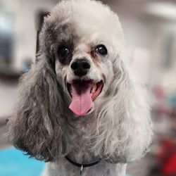 A groomed white-and-gray poodle stands on a blue grooming table with a black collar, tongue out, looking at the camera in a bright indoor salon.