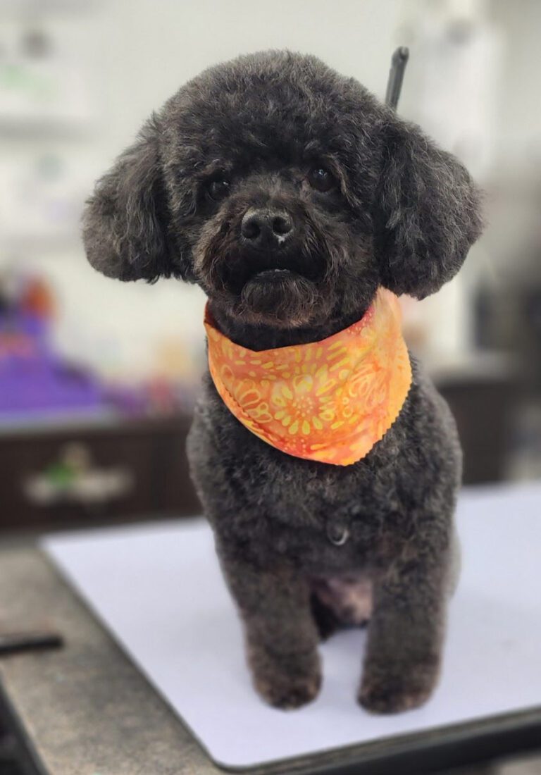 black poodle dog with orange floral bandana