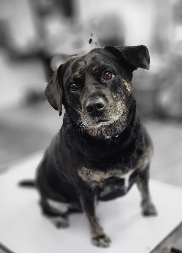Black and tan dog sitting on a light floor, looking toward the camera with alert eyes