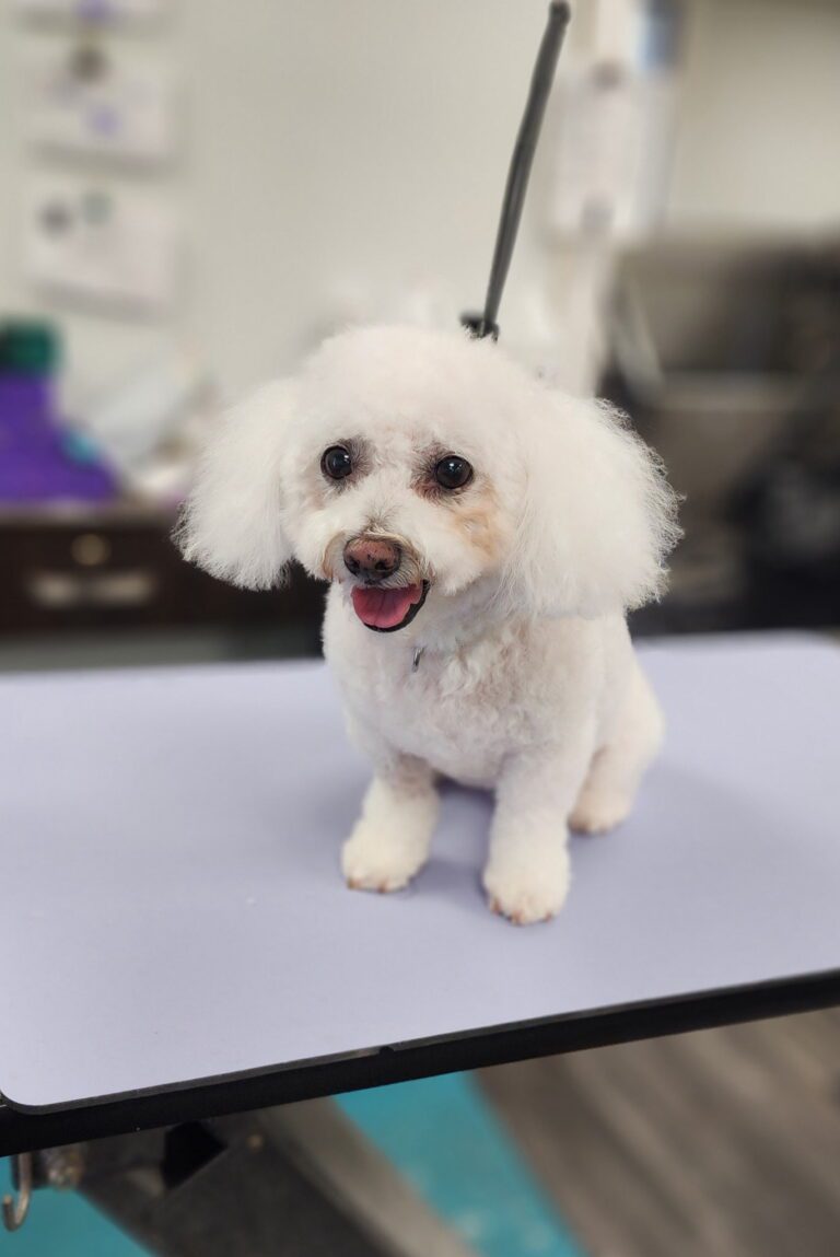 Small white fluffy dog with a trimmed haircut standing on a grooming table