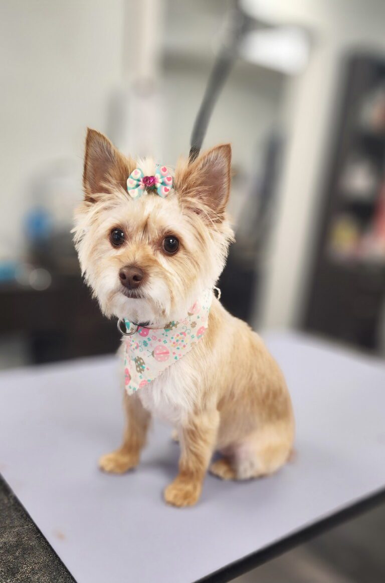 Cute small dog posing after grooming and haircut