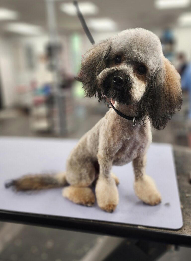 Small groomed dog with a trimmed, fluffy coat and floppy ears sitting on a stainless steel grooming table