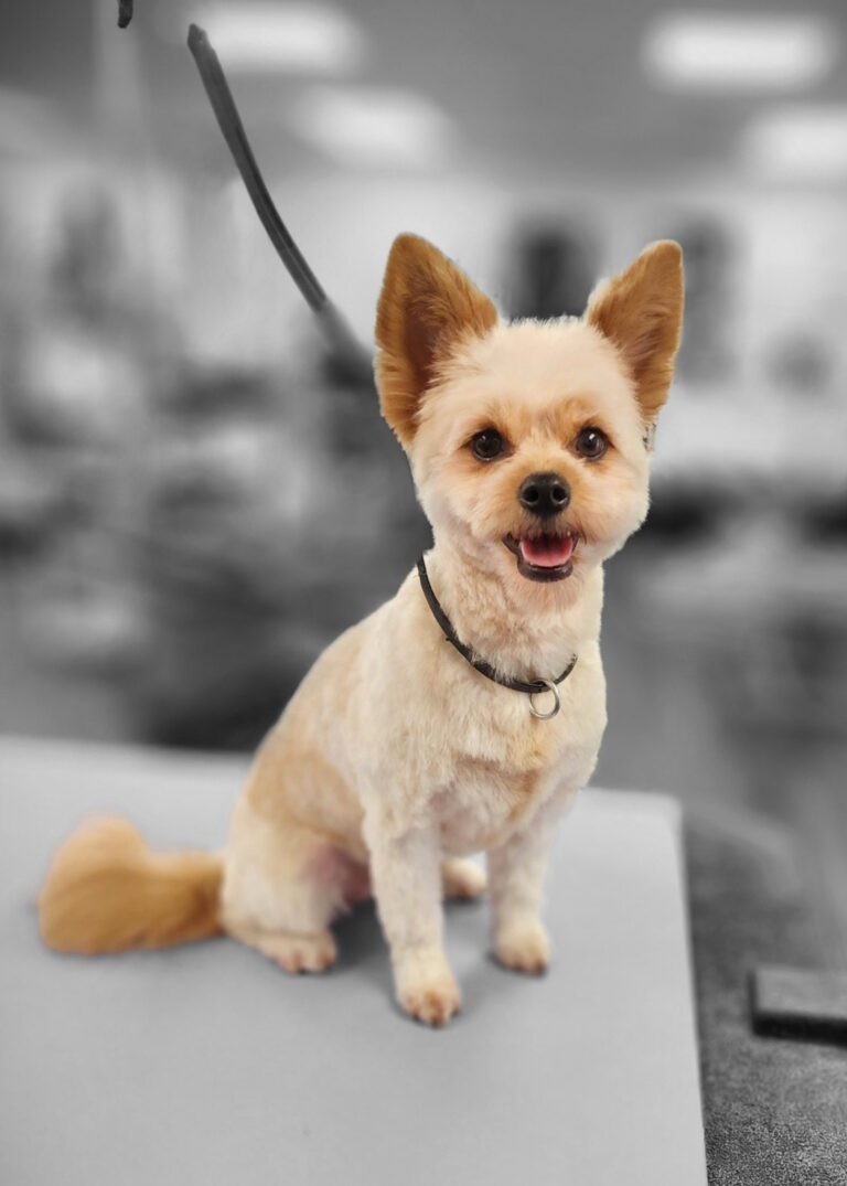 Small light colored dog with upright ears wearing a dark collar, sitting on a grooming table
