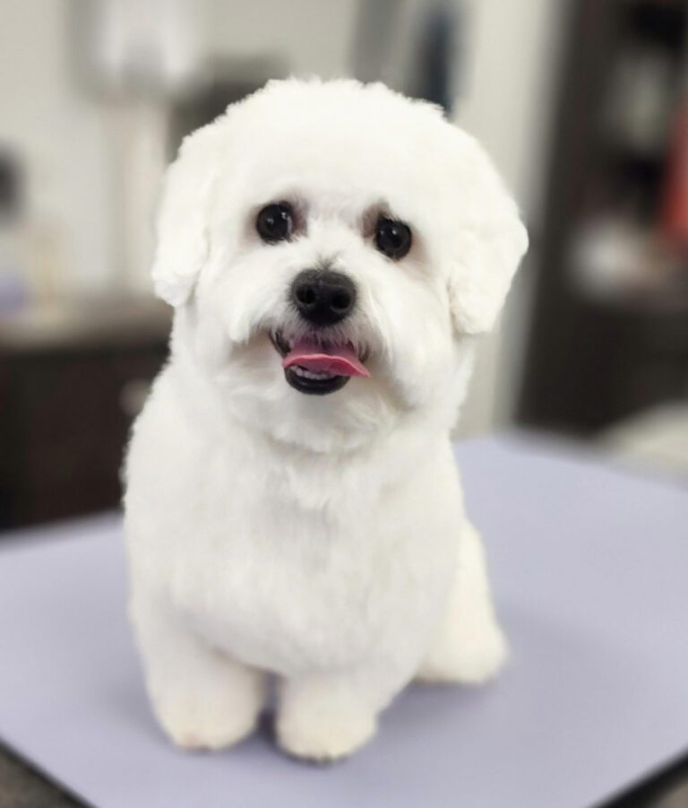 A small white fluffy dog with black eyes and a pink tongue sits on a light table